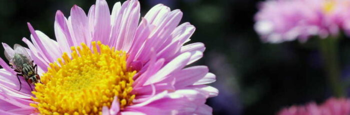 webseiten erstellen - nature-flowers-garden-spring-300-webseiten