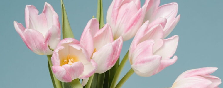 webdesign-spring-sora-shimazaki