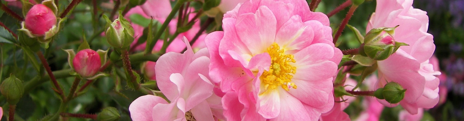 Rosen Herbst webdesign-bb